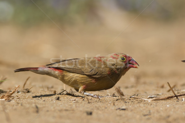 Young Red-billed Firefinch searching for seed in the sand Stock photo © davemontreuil