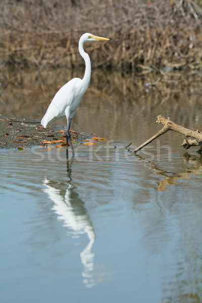 Great White Egret (Egretta alba) wading with reflection Stock photo © davemontreuil