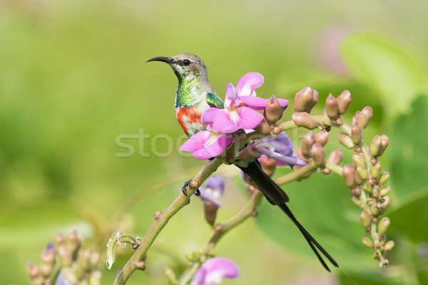 A young male Beautiful Sunbird (Nectarinia pulchella) perched on Stock photo © davemontreuil