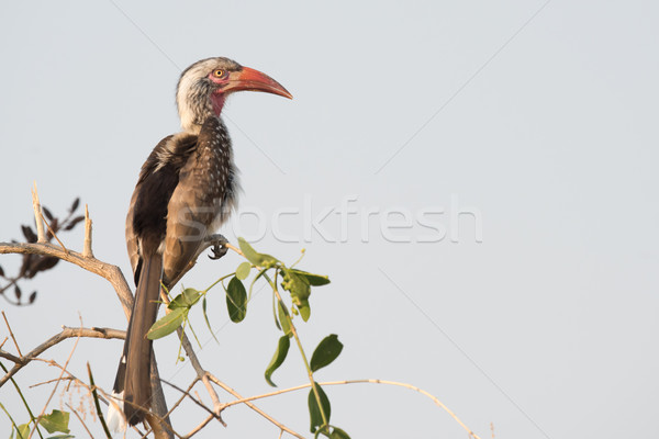 Southern red-billed hornbill (Tockus rufirostris) perched on the Stock photo © davemontreuil