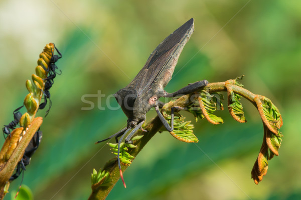 Female Twig Wilter Stock photo © davemontreuil