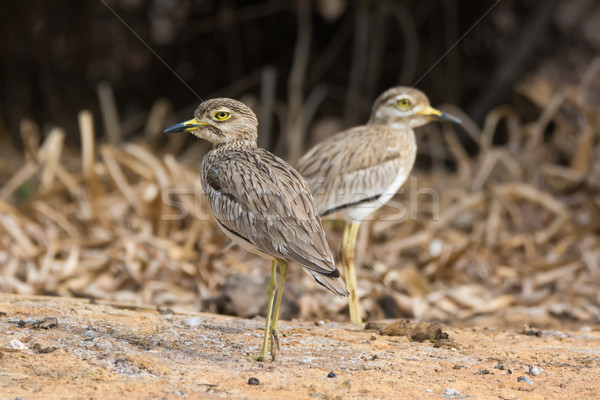Pair of Senegalese Thicknees Stock photo © davemontreuil