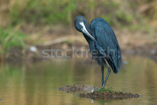 Western Reef Heron preening on small island in a pond Stock photo © davemontreuil