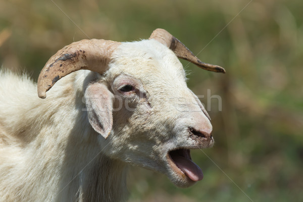 Sheep sticking out its tongue Stock photo © davemontreuil
