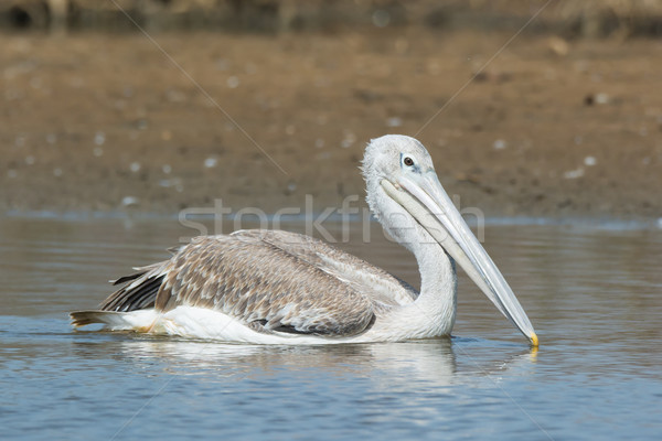 Pink-backed Pelican floating slowly by Stock photo © davemontreuil