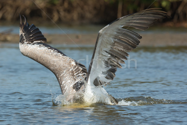 Pink-backed Pelican with head submerged and wings spread Stock photo © davemontreuil