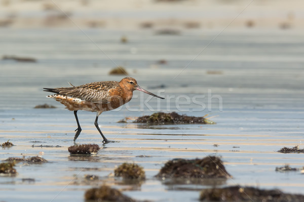 Bar-tailed Godwit in breeding plumage on the beach Stock photo © davemontreuil