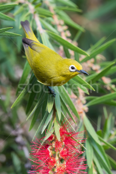 Foto stock: Africano · amarelo · flor · pássaro · África