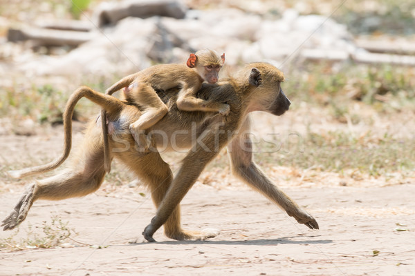 Bebek sarı habeş maymunu binicilik anneler geri Stok fotoğraf © davemontreuil