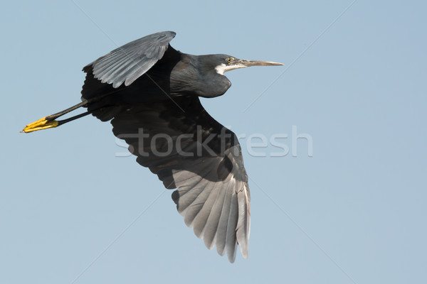Western Reef Heron (Egretta gularis) in flight Stock photo © davemontreuil