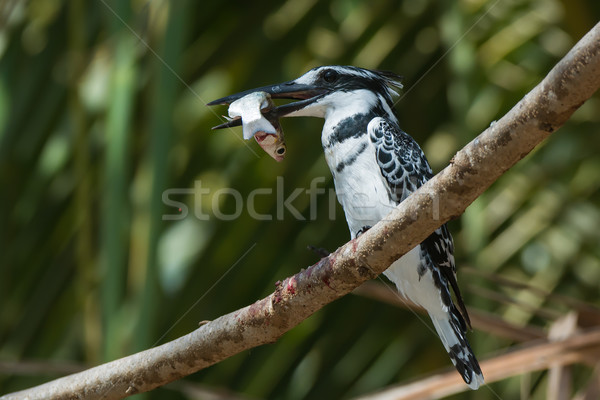 Pied Kingfisher (Ceryle rudis) perched holding a large fish Stock photo © davemontreuil