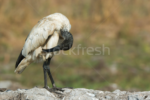 A Sacred Ibis (Threskiornis aethiopicus) preening down low Stock photo © davemontreuil