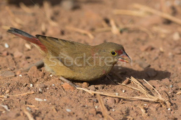 Female Red-billed Firefinch (Lagonosticta senegala) foraging in  Stock photo © davemontreuil