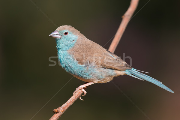 Female Blue waxbill (Uraeginthus angolensis) perched on a branch Stock photo © davemontreuil