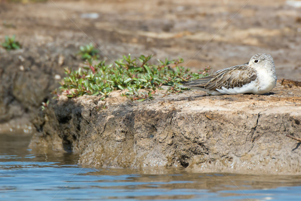 спящий берега воды птица голову белый Сток-фото © davemontreuil