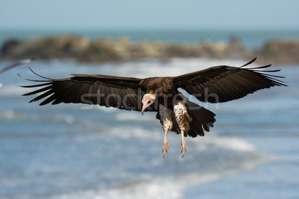 Hooded Vulture (Necrosyrtes manachus)  landing Stock photo © davemontreuil