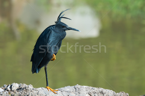 Black Egret (Egretta ardesiaca) with punk hair style Stock photo © davemontreuil