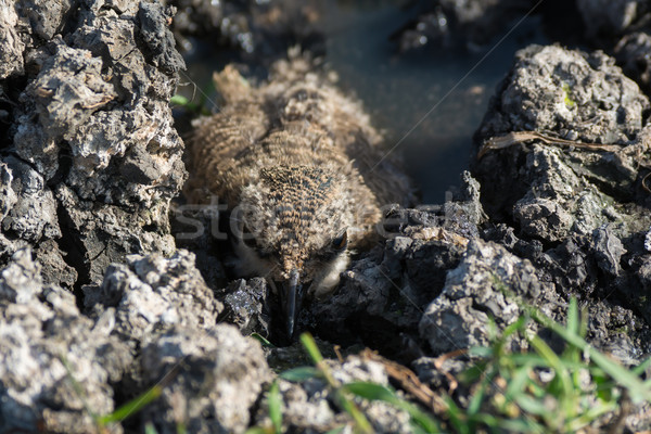 Spur-Winged Plover chick hiding in mud Stock photo © davemontreuil