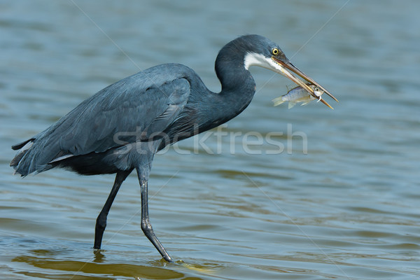 A Western Reef Heron (Egretta gularis) holding up his catch Stock photo © davemontreuil
