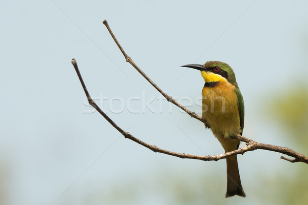 A Little-Bee Eater (Merops pusillus) perched on a forked branch Stock photo © davemontreuil