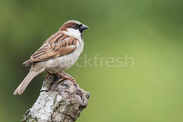 House Sparrow (Passer domesticus) perched on a knot of wood Stock photo © davemontreuil