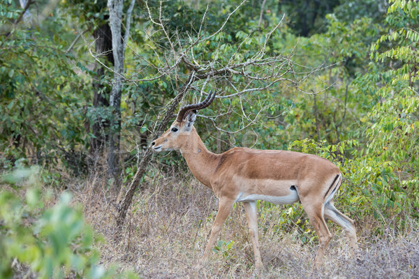 A male impala (Aepyceros melampus) in wooded surroundings Stock photo © davemontreuil