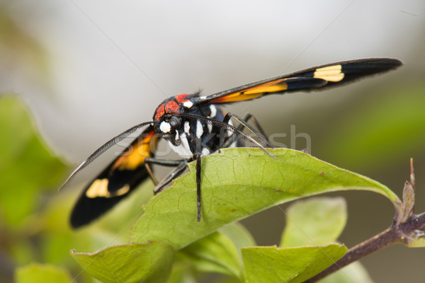 Hornet Moth (Euchromia sp.) resting on a leaf Stock photo © davemontreuil