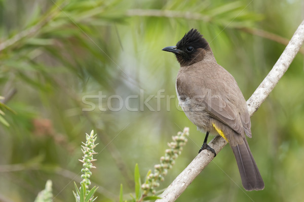 Garrafa escove árvore pássaro África de volta Foto stock © davemontreuil