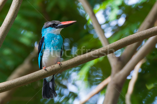 Kingfisher oiseau bleu oiseaux Gambie Photo stock © davemontreuil