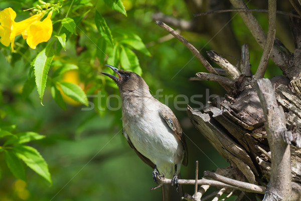 Common Bulbul reaching for a Yellow Flower Stock photo © davemontreuil