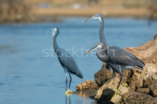 Three Western Reef Herons standing on rocks above the tide line Stock photo © davemontreuil