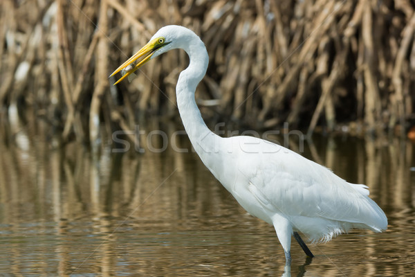 Great White Egret (Egretta alba) with a captured fish Stock photo © davemontreuil