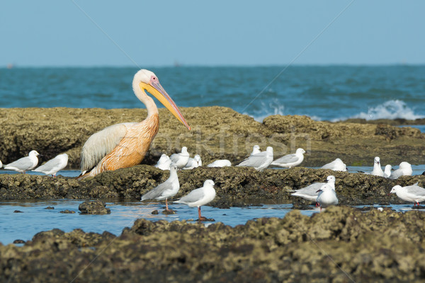 A Great White Pelican (Pelecanus onocrotalus) standing amongst s Stock photo © davemontreuil