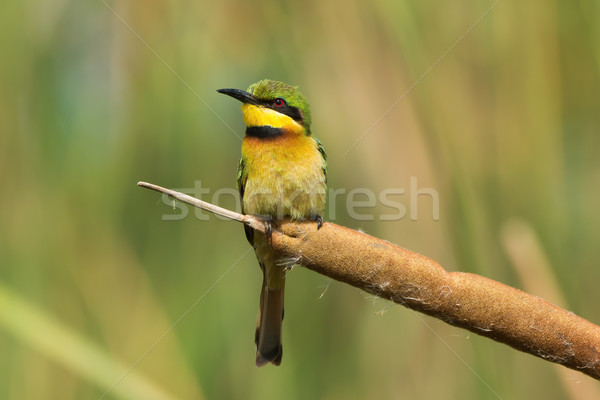 A Little-Bee Eater (Merops pusillus) perched on a cattail Stock photo © davemontreuil