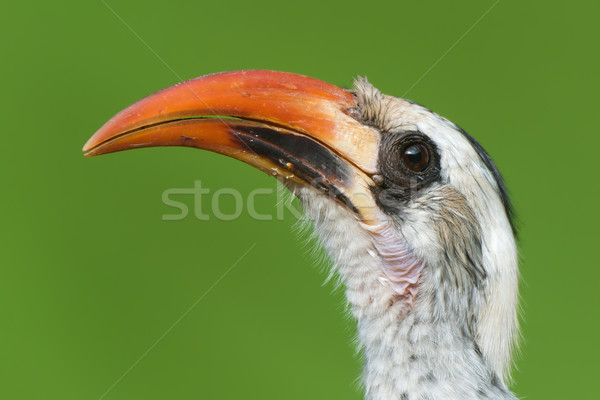 A portrait of a  Western Red-Billed Hornbill (Tockus erythrorhyn Stock photo © davemontreuil