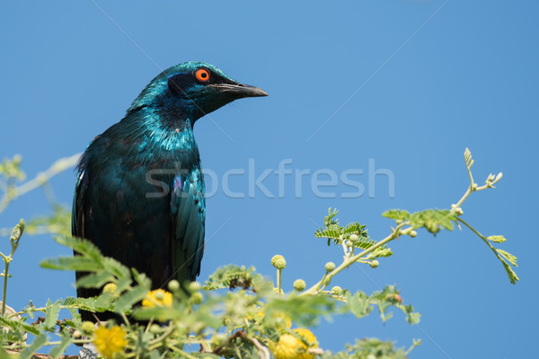 A Greater Blue-eared Glossy Starling (Lamprotornis chalybaeus) p Stock photo © davemontreuil