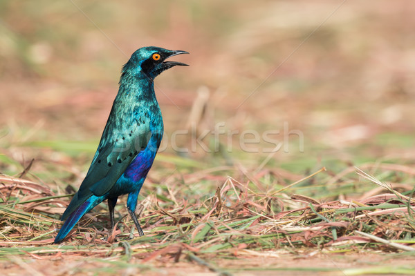 Greater Blue-eared Glossy Starling (Lamprotornis chalybaeus) sta Stock photo © davemontreuil