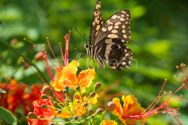 Stok fotoğraf: Narenciye · kelebek · içme · nektar · kuş · Gambiya