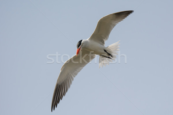 Caspian Tern in flight Stock photo © davemontreuil