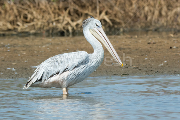 Pink-backed Pelican standing in the mangroves Stock photo © davemontreuil