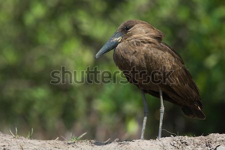 A Hamerkop (Scopus umbretta) standing on a small rise Stock photo © davemontreuil