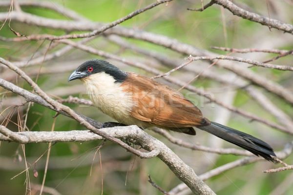 A Senegal Coucal (Centropus senegalensis) perched on a perch Stock photo © davemontreuil
