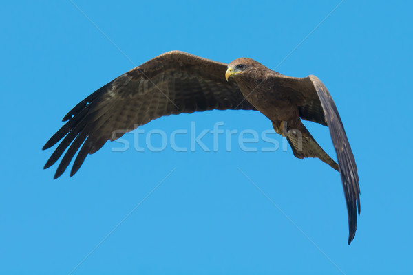 Black Kite (Milvus migrans) in flight Stock photo © davemontreuil