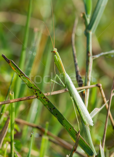 Small Pale Green Praying Mantis Stock photo © davemontreuil