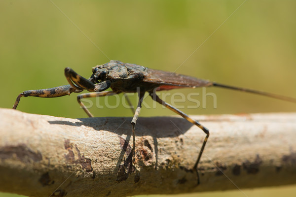 Wasser Skorpion Westen Afrika Seitenansicht Stock foto © davemontreuil