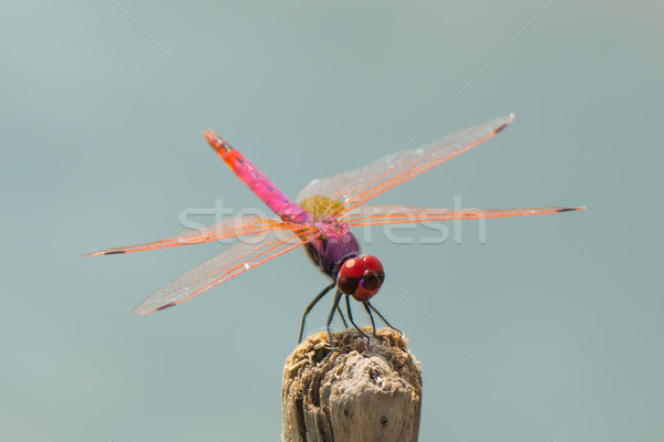 Fioletowy Dragonfly piękna różowy czerwony fioletowy Zdjęcia stock © davemontreuil