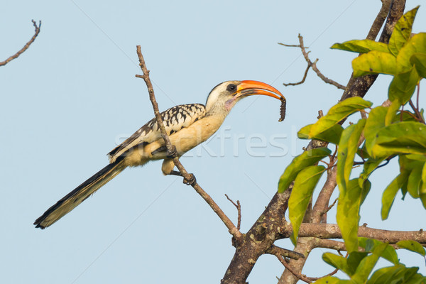 Western Red-Billed Hornbill with caterpillar Stock photo © davemontreuil