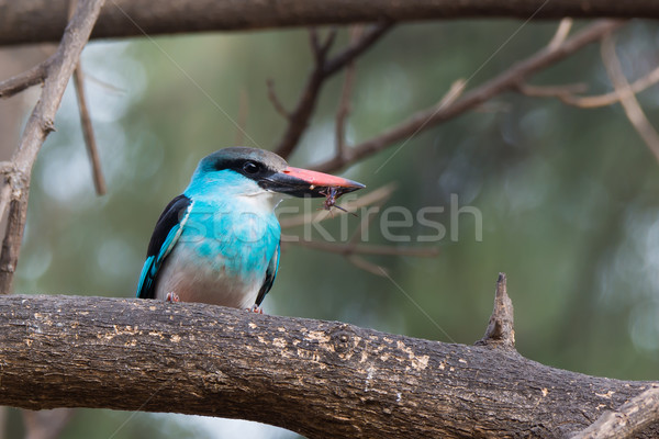 Kingfisher guêpe bleu cool branche Bill Photo stock © davemontreuil