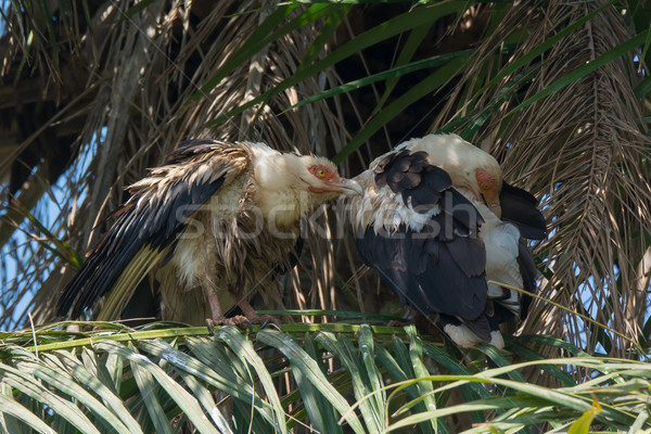 Two Palm-Nut Vultures in a Palm Tree Stock photo © davemontreuil