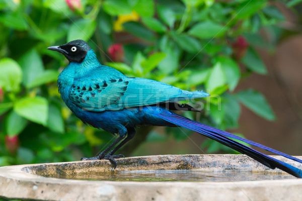 Long-Tailed Starling at Bird Bath Stock photo © davemontreuil